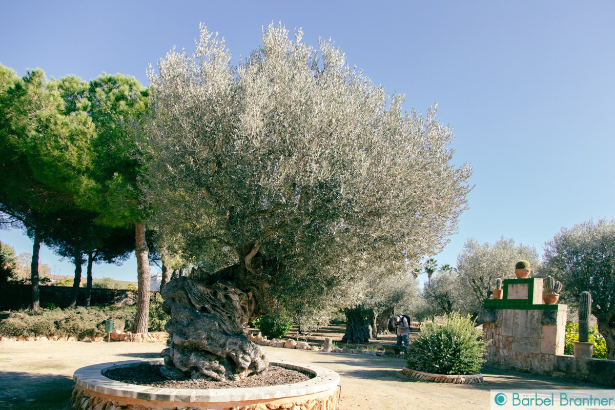 Jardin Mallorquin Botanicactus