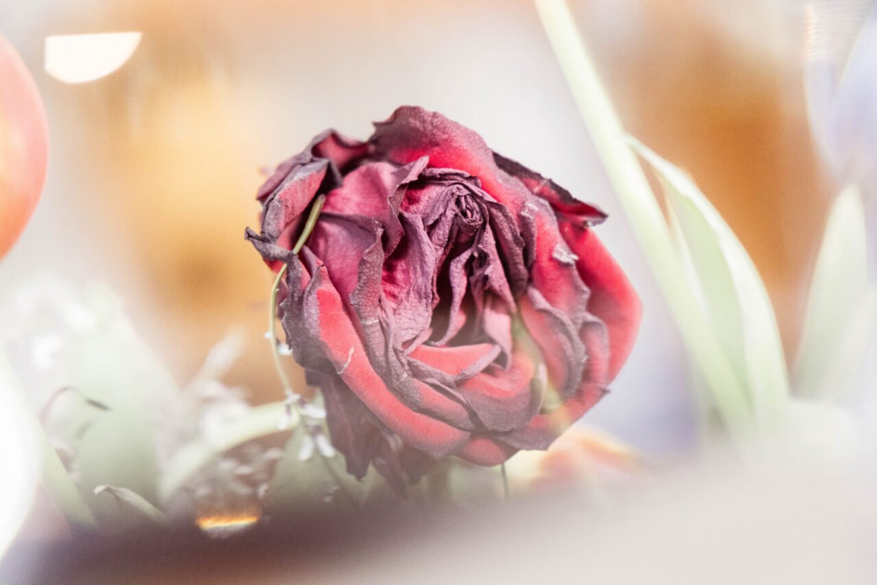 Withered rose